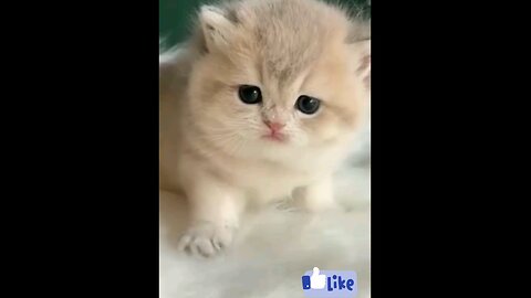 so_cute_kittens_and__funniest_cat_prank_🙈🙈🙈😱