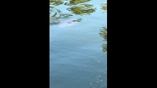 Cownose Rays! 4K