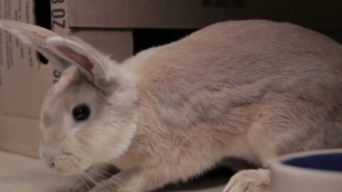 Bunny Sniffing Around Cardboard Box