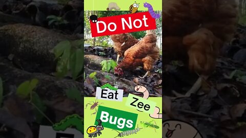 You Are Not a Chicken. Do Not Eat Zee Bugz #shorts