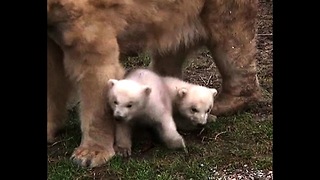 Newborn Polar Bear Cubs