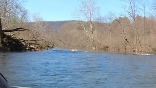 Deer Leap Into and Swim Across River