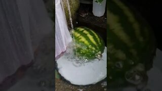 Watermelon cooling naturally👌😂