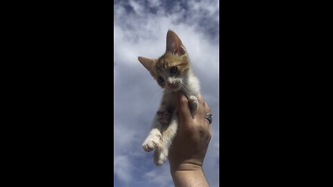 Kitten in the sky ❤️