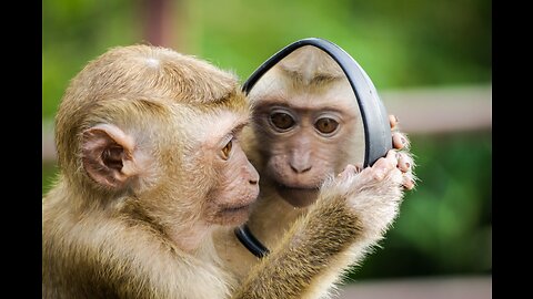 Fanniest monkey 🙊 |Fanniest comedy monkey |world in Fanniest monkey 🙊