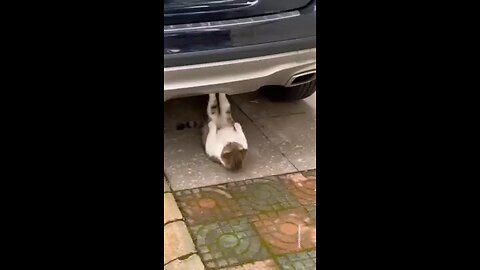 cat's on training