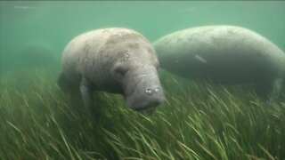 More patrols expected on the Caloosahatchee as protection for manatees ramps up