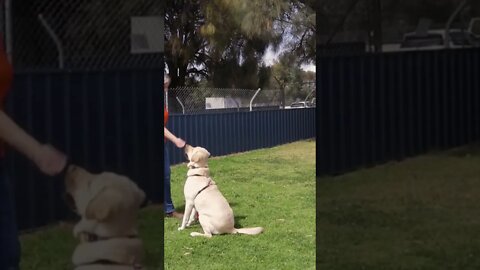 Dog training video. how to sit and stand 🐈