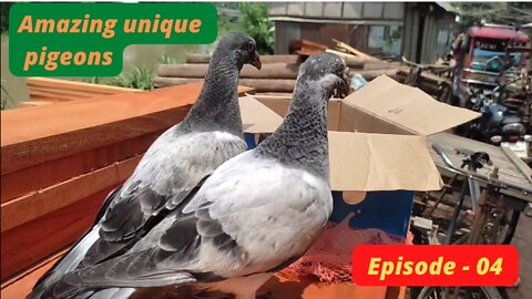 Amazing unique pigeons, Episode - 04