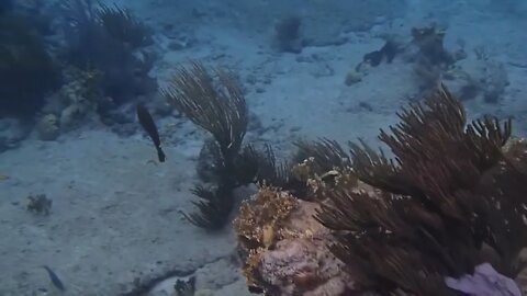 Different Fish Swimming On Sea Floor