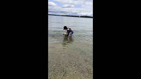 Unidentified pink shark in the water