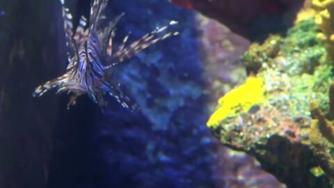 Small Tropical Lionfish Swimming