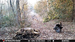 Trail Cam - Spring Turkey 2023