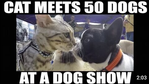 Watch this CAT meet 50 dogs at a dog show