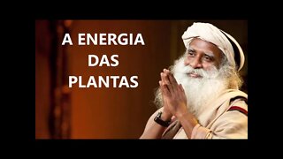 A ENERGIA DAS PLANTAS, SADHGURU, DUBLADO