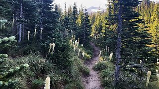 FINAL SECTION of Mazama Trail to Timberline Trail Junction! | Mount Hood Wilderness | 4K | Oregon