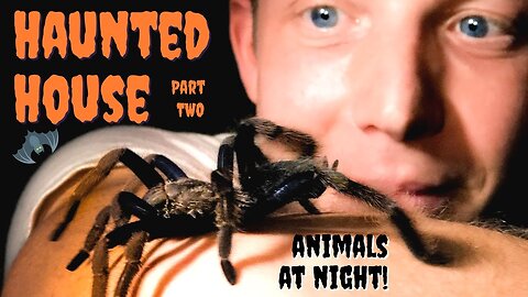 The HAUNTED HOUSE in a Jungle - Animals at Night! Part 2!