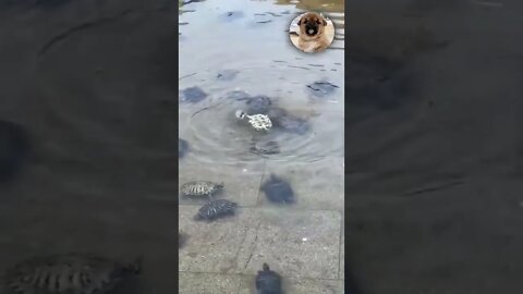Neighbors gathered to rescue the overturned turtle