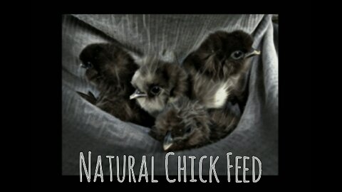 Natural Chick Feed