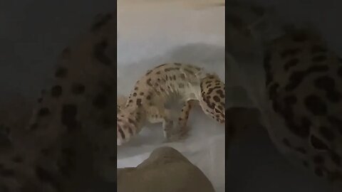 Leopard Gecko Shedding