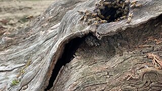 Air conditioning, watch these girls move air into hive.