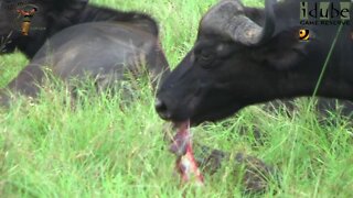 Animal Behaviour - Placentophagy: Cape Buffalo Eats Afterbirth/Placenta
