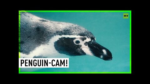 Penguin-cam Footage!