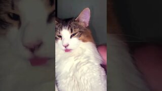Cat Sticks Tongue Out With Funny Face