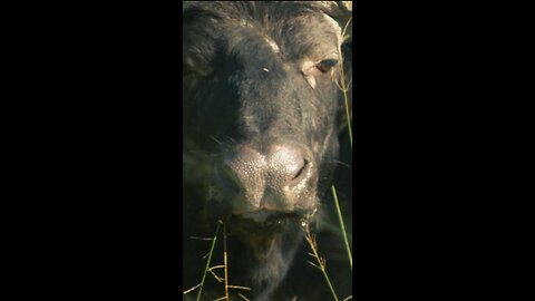 Lion Cubs Take Down Buffalo