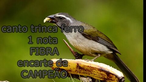 canto trinca ferro 1 nota fibra encarte de campeão