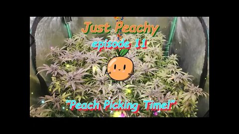 Just Peachy Ep.11 "Peach Picking Time!" #GeekLight #Phenohunt #SouthBayGenetics #420 🍑🍆🍍☀😎🔨 Day 63