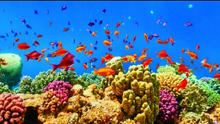 MUST WATCH Red Sea Diving With Rare Fishes !
