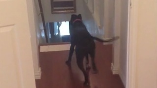 Dog's clever strategy to overcome fear of doorways