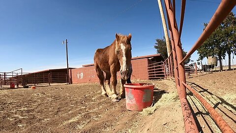 Update and partial biopsy results for Lucky the rescued Belgian Draft Horse with an eye injury Ep.51