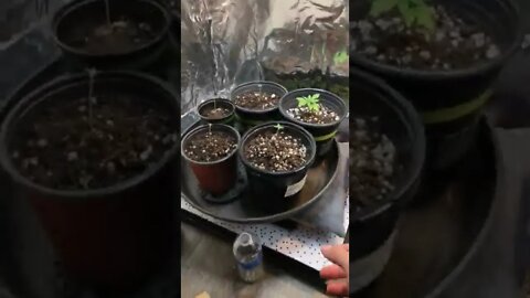 DIY Grow Room is Perfect + DIY LED Plant Grow Light