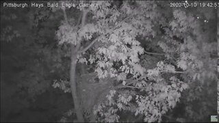 Hays Eagles nest has a Raccoon visitor 101020