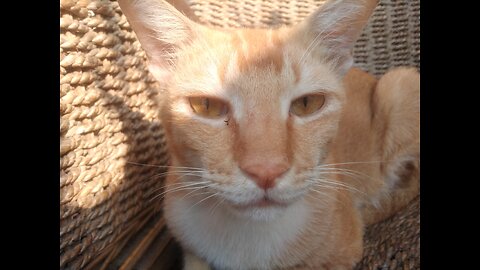 Orange cat is sitting relaxing