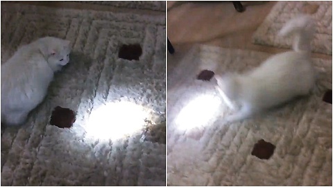 Crazy cat chasing flashlight beam