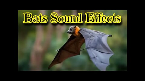 Bats Sound Effects