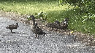 Cautious mama duck