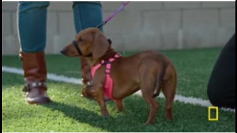Correcting a Dachshund's Bad Habit | Cesar Millan: Better Human Better Dog