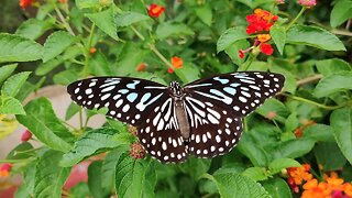 Butterfly on Red Flowers - Quick Break