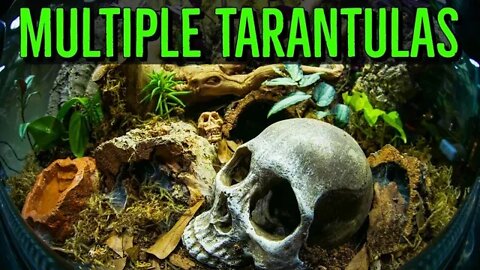 HUGE Communal Tarantula Enclosure Neoholothele incei