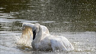 Trumpeter Swan