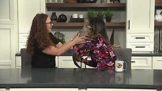 Pet Talk Tuesday: What you need to know about taking your pet to the vet in an emergency