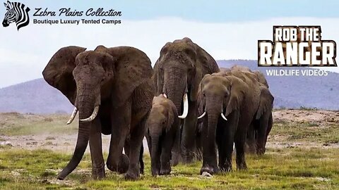 The Elephants Of Amboseli NP | Zebra Plains Safari