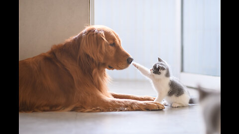 🐾 Heartwarming Encounter: Golden Retriever Meets New Tiny Kitten! 🐕🐱