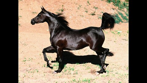 A lenda do cavalo árabe