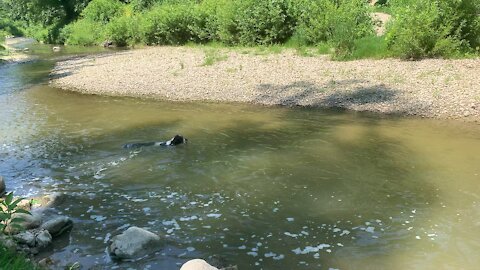 Funny dog floats down creek