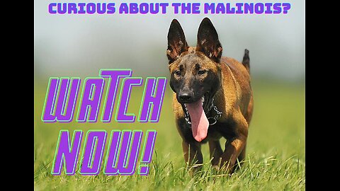 Belgian Malinois - Unleashing Facts